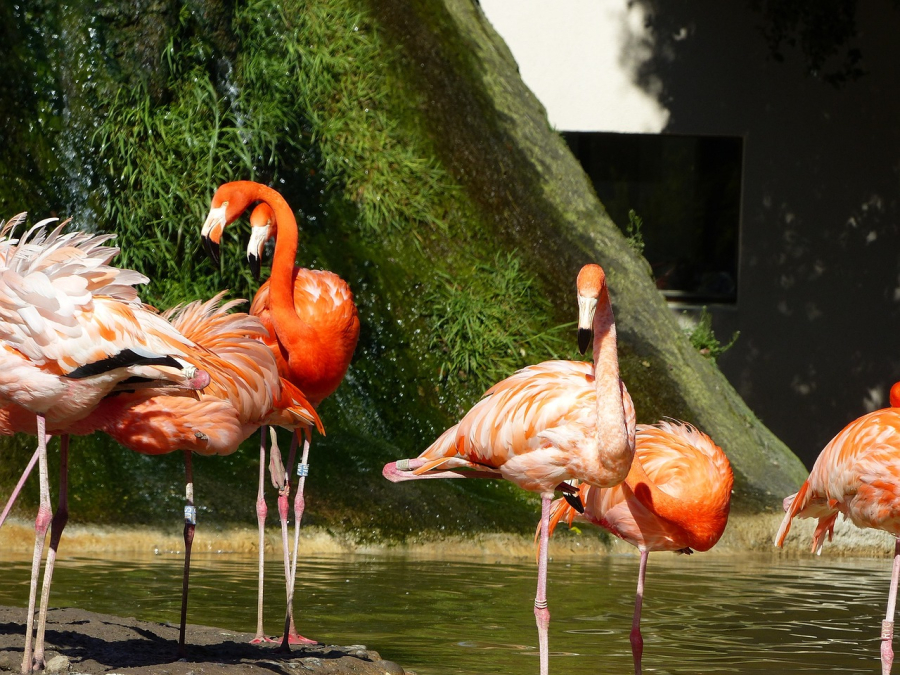 les flamants roses Palmyre